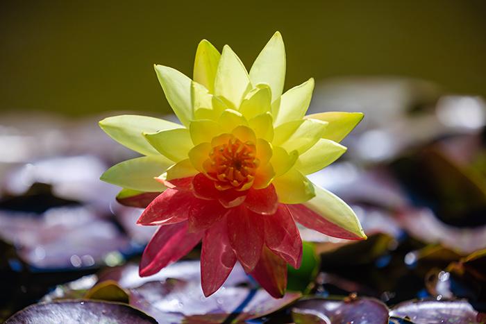 昆明大观楼双色睡莲“万维莎”绽放