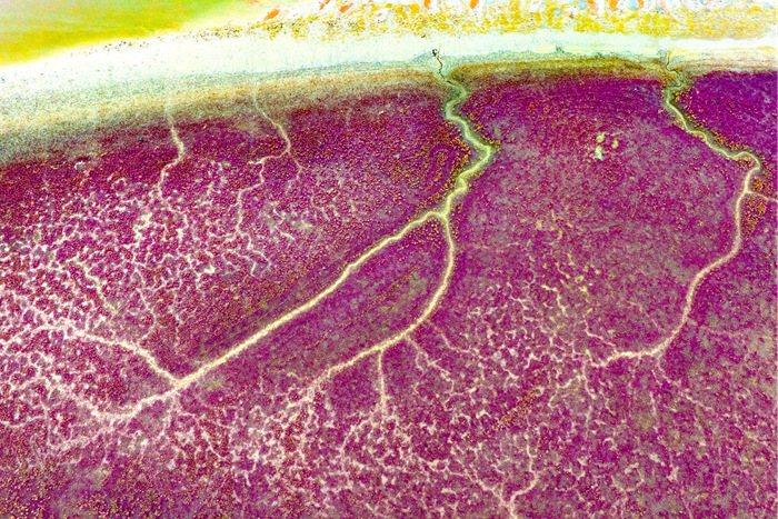 碱蓬草点染红海滩 宛若大自然油彩画