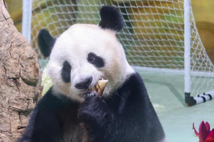 南京紫清湖举办大熊猫生日见面会