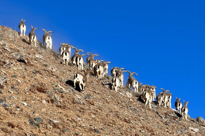 上百只岩羊现身青海德令哈柏树山地区
