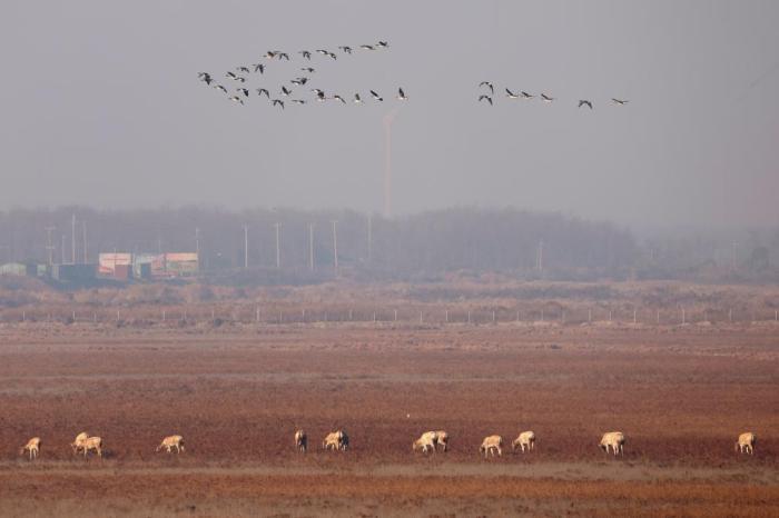 黄海之滨江苏盐城湿地生态好