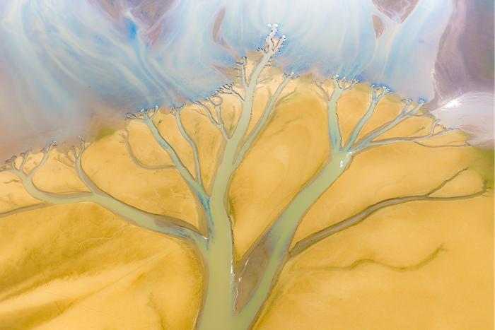 江西进贤：鄱阳湖滩涂现“大地之树”景观