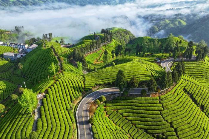 湖北鹤峰：云雾茶山勾勒“世外桃源”画卷