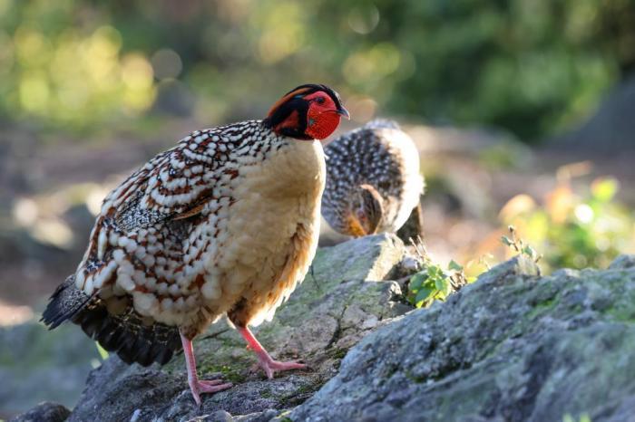 “鸟中大熊猫”黄腹角雉现身福建建瓯