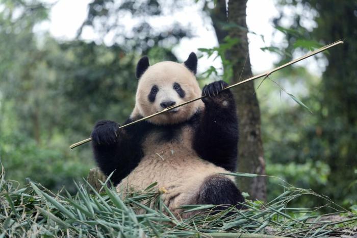 探访归国大熊猫“香香”的日常生活