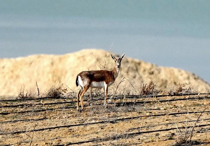 国家二级重点保护野生动物鹅喉羚频现新疆北屯