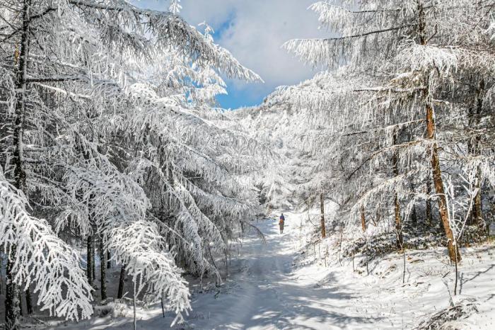 湖北建始：冰雪裹林海 冬景醉游人